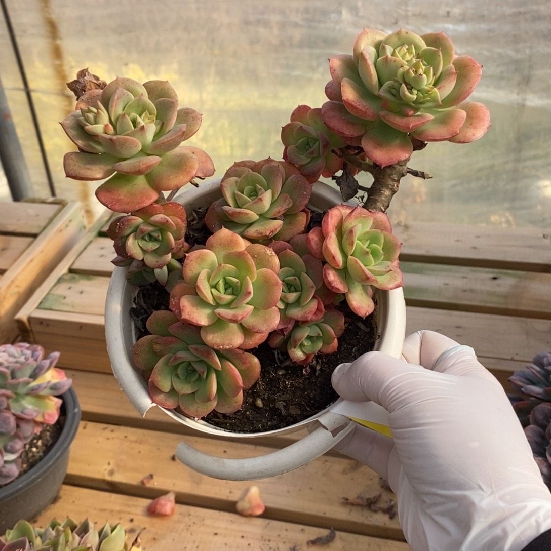 556尼可莎拉玫瑰一物一拍