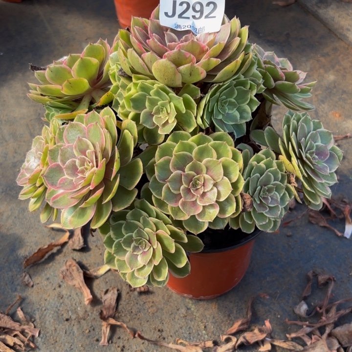 瑞妈多肉园艺292粉花妖