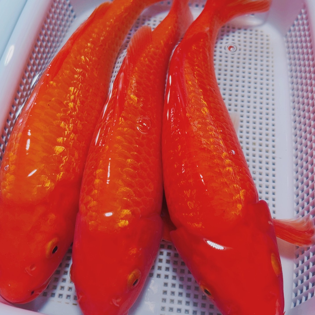 海水鱼锦鲤观赏鱼151