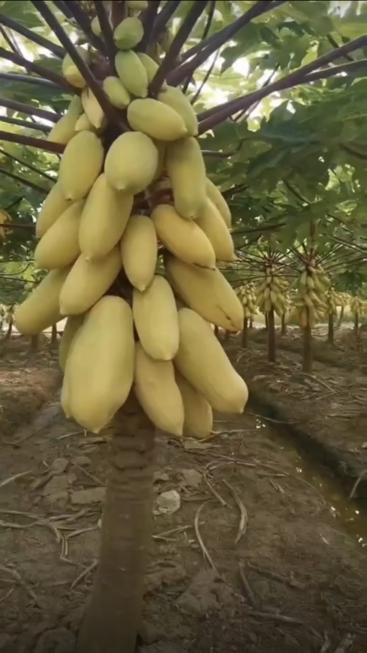 3️⃣文林高端果树苗庭院盆栽盆景一物一拍链接茶枝柑金桔