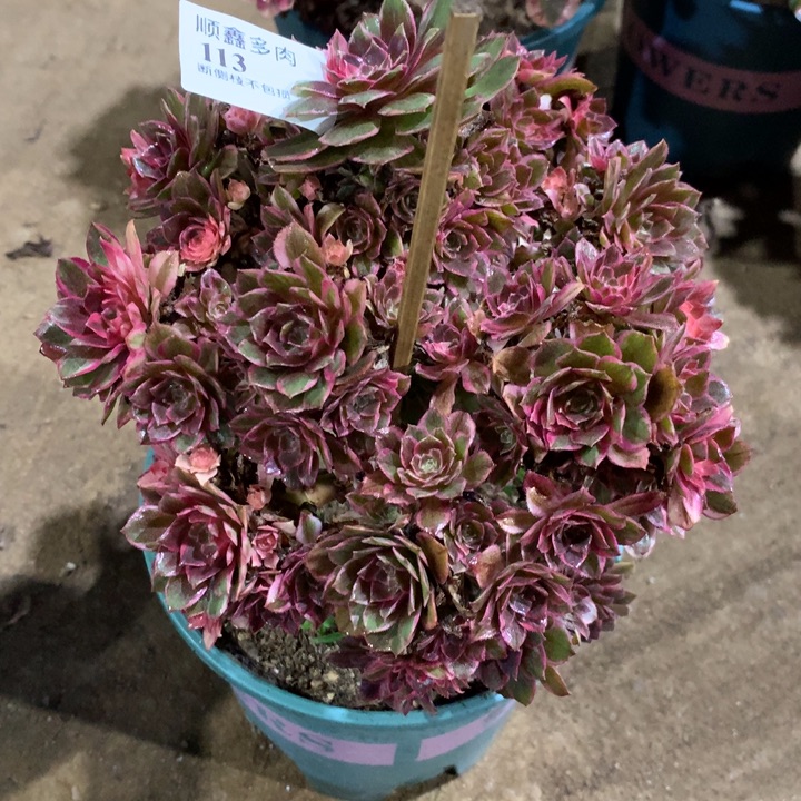 113黑膜锦多肉植物