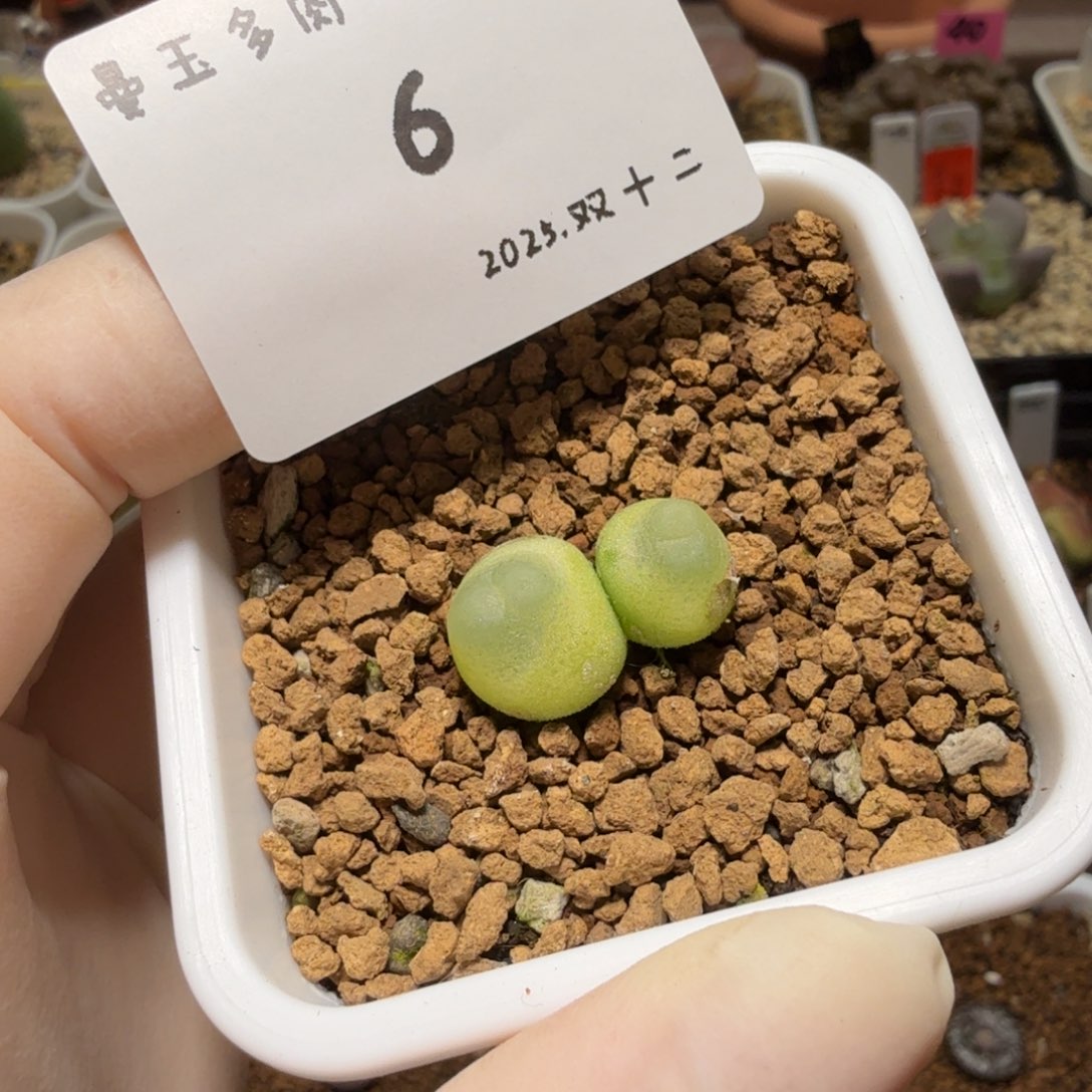 叶***喵多肉多肉多肉12-006