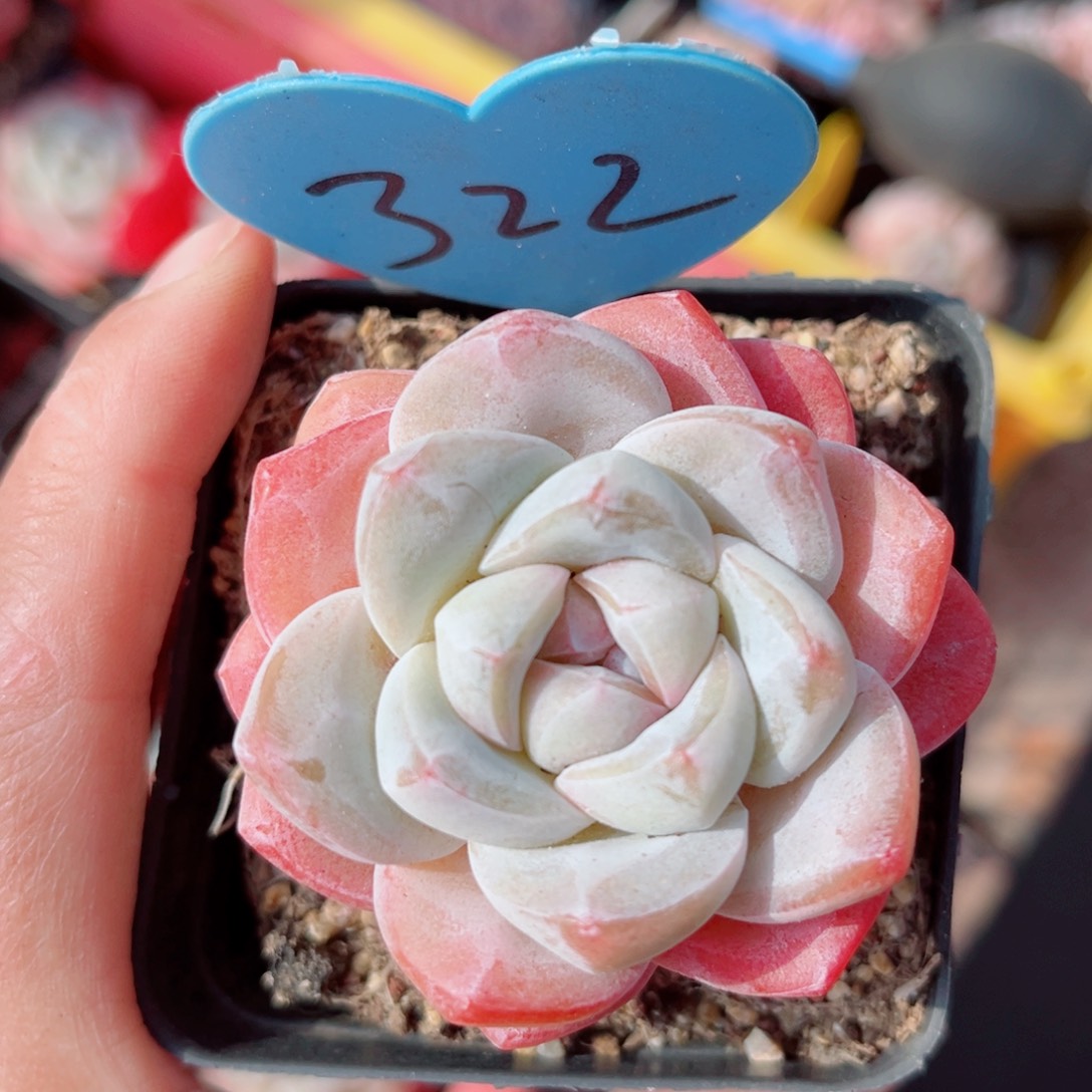 322号小老桩冰玉单头