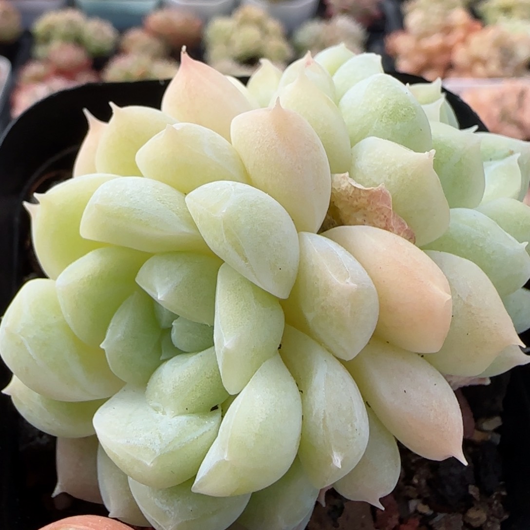 花语逸境0113-46糖心