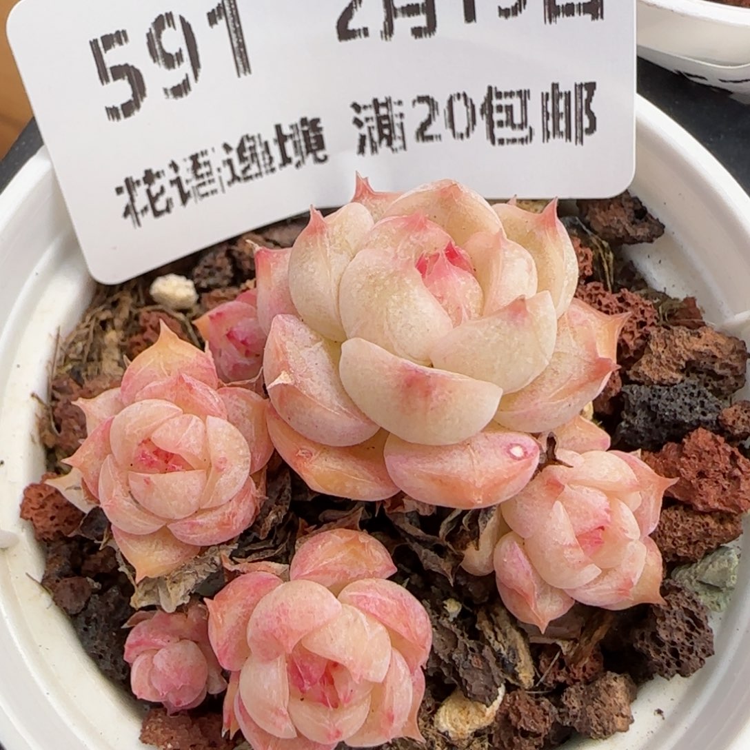 花语逸镜0219-591