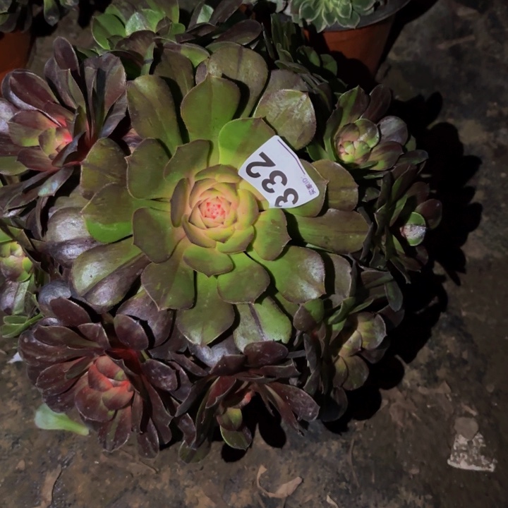 332花月夜科技锦多肉植物不售后