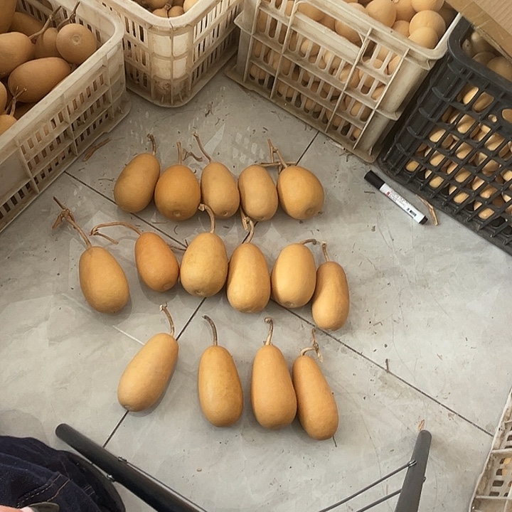 冬瓜葫芦15个漂亮厚皮