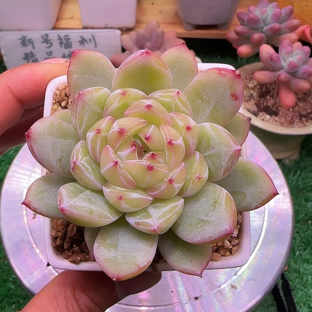 雪花珍妮不带盆土发货