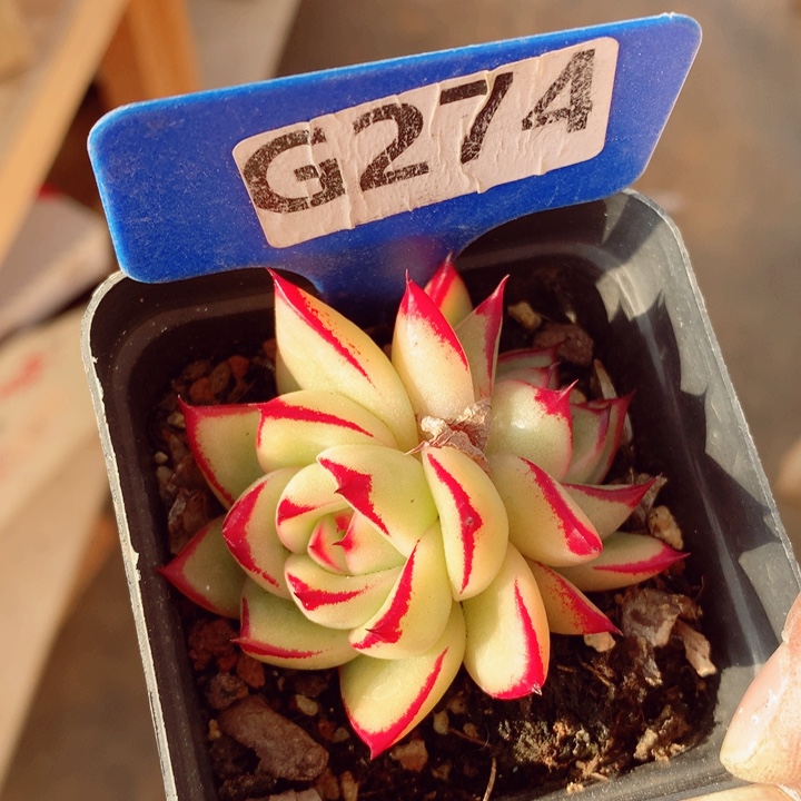 不知名6cm不包整群