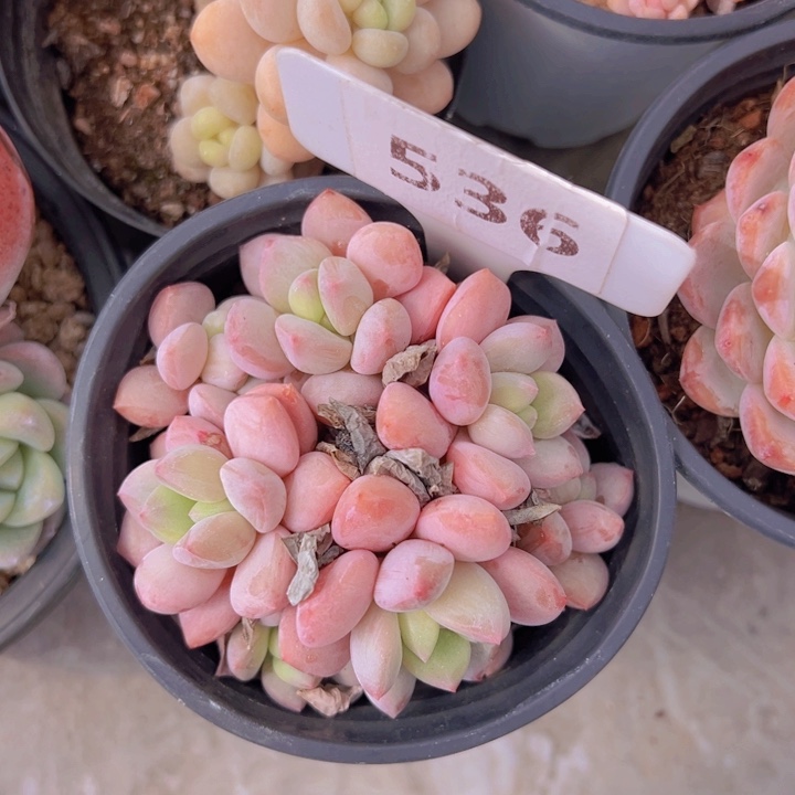 健健康康平平安安多肉