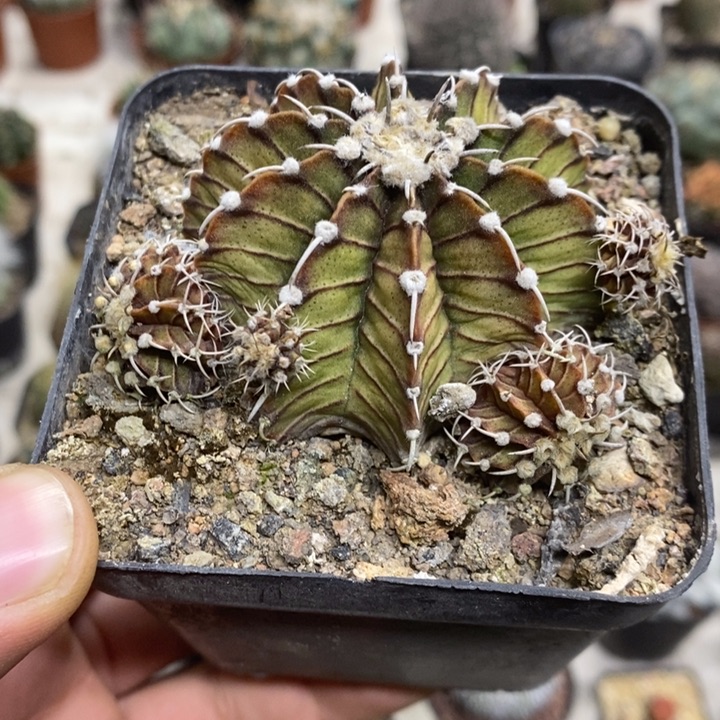 肋骨牡丹特价福利