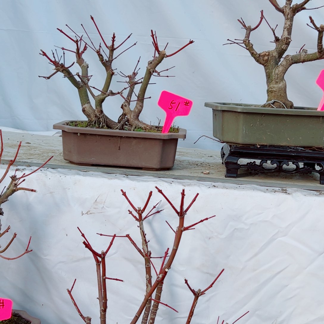 海*枫树枫树枫树枫树