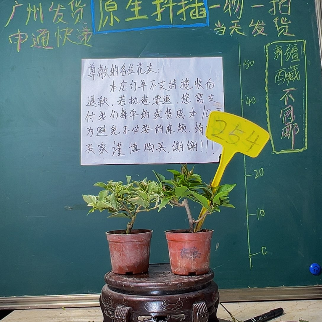 当前无花栽培后可以开花 少女心掌中宝 热火桑巴掌中宝 254