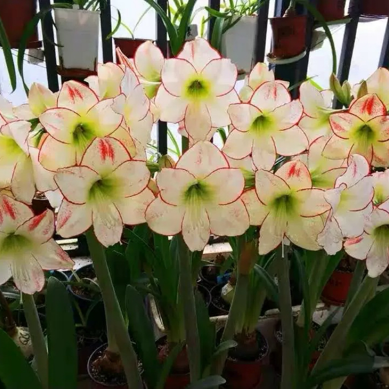 现货单瓣朱顶红【毕加索】 艺晓花卉