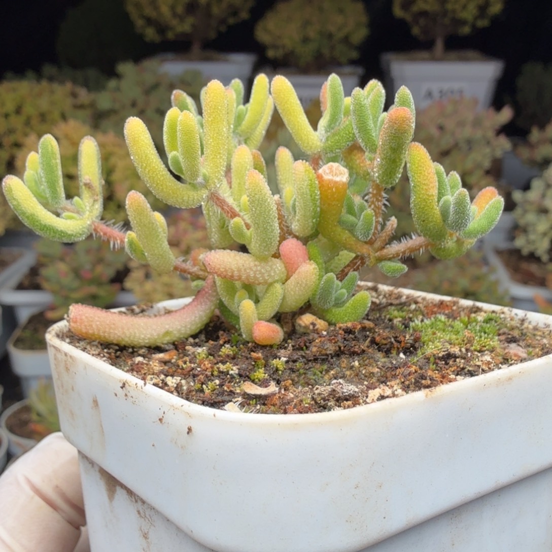 A338琉璃拉丝花花锦