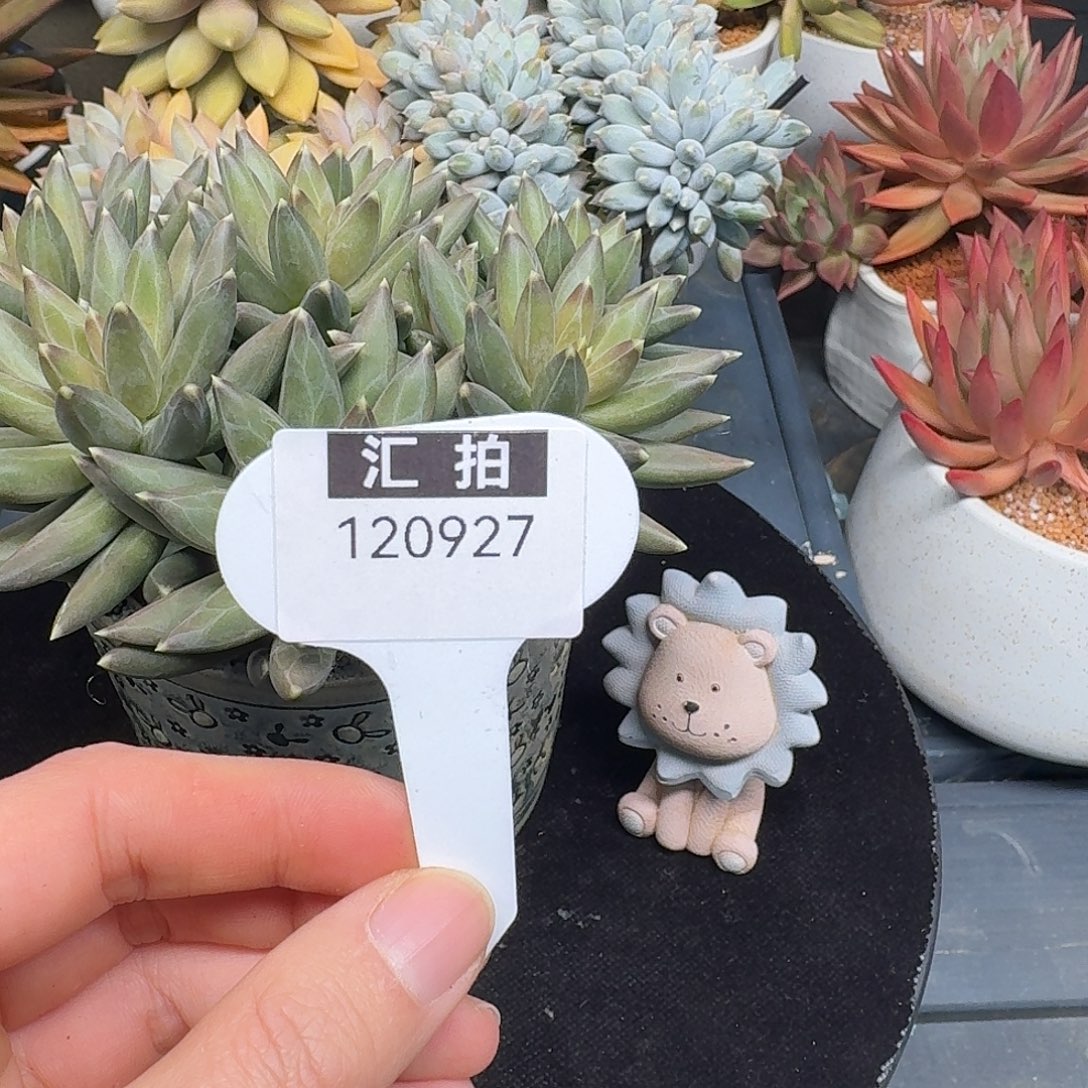 精品多肉植物120927