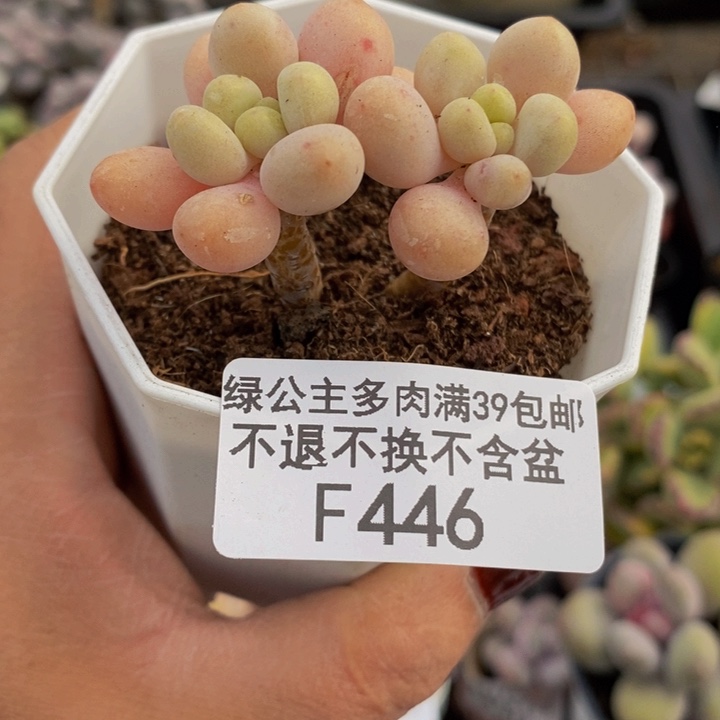 鱼子酱4vm446多肉植物