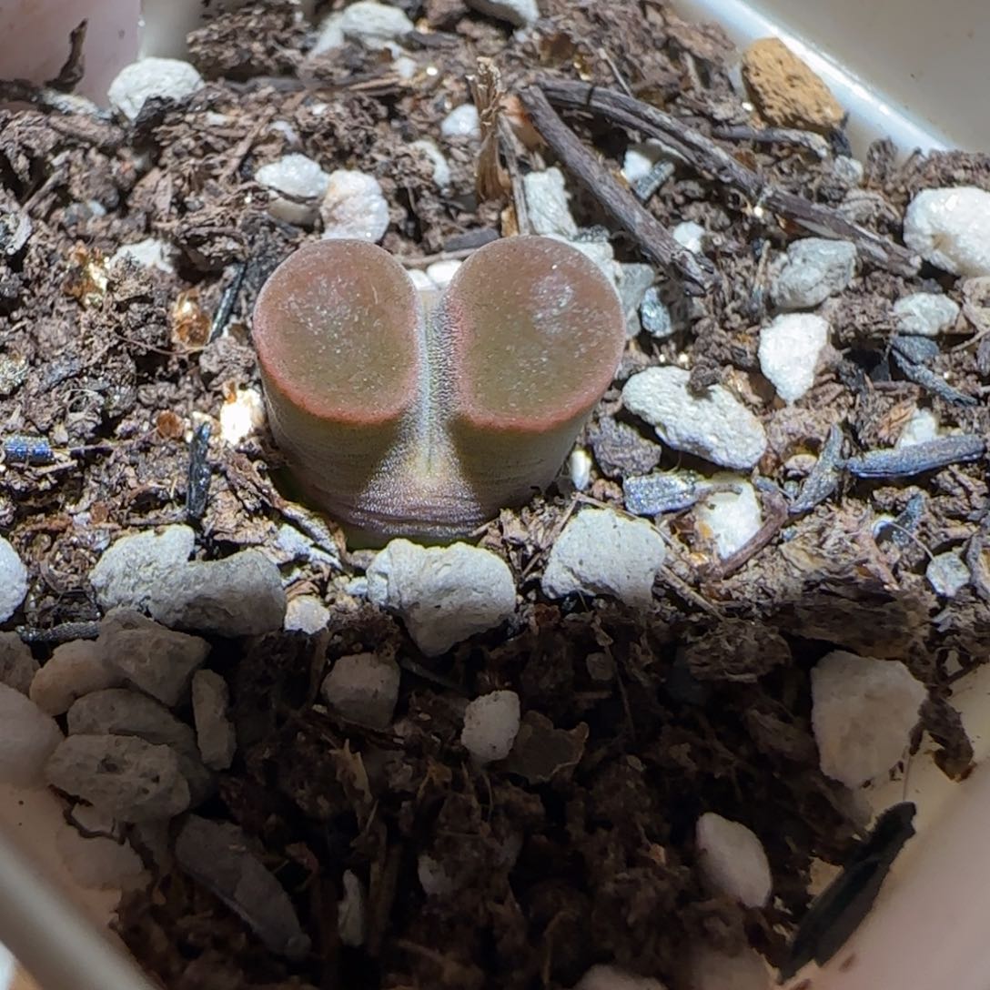 肉锥多肉植物组合-磁铁1146