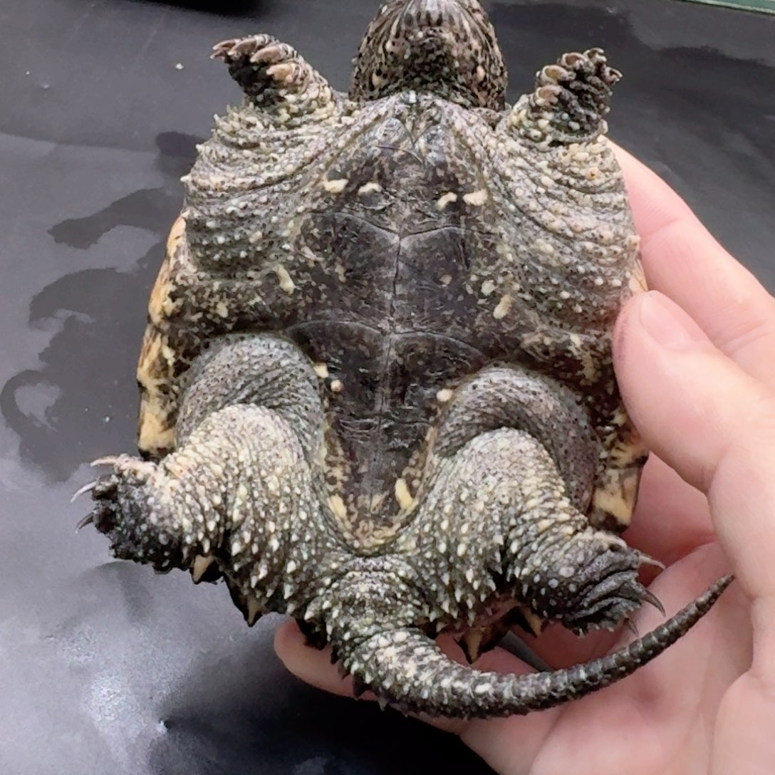 宠物龟不分公母11