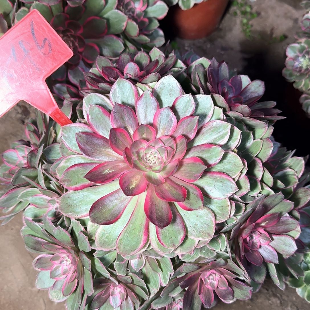 4-846粉花妖多肉法师