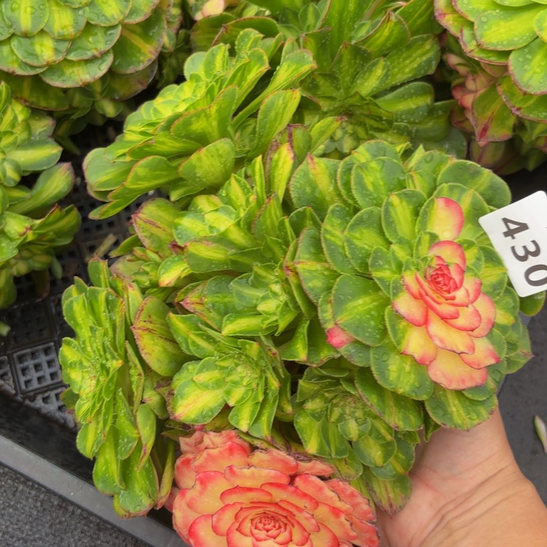 430多肉植物知否无根