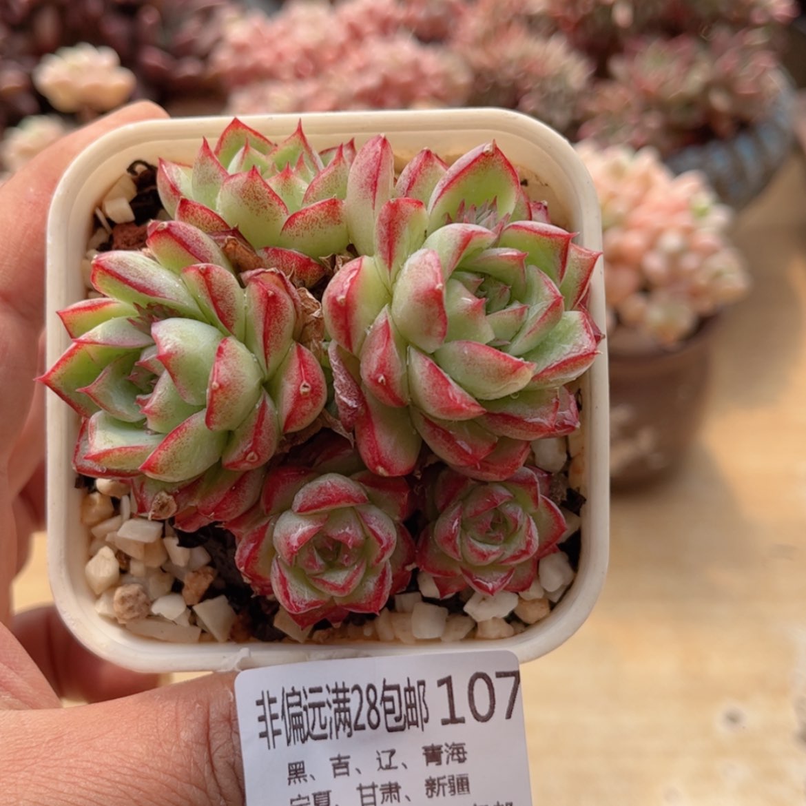 【闪购商品】107珍妮女王福利￼