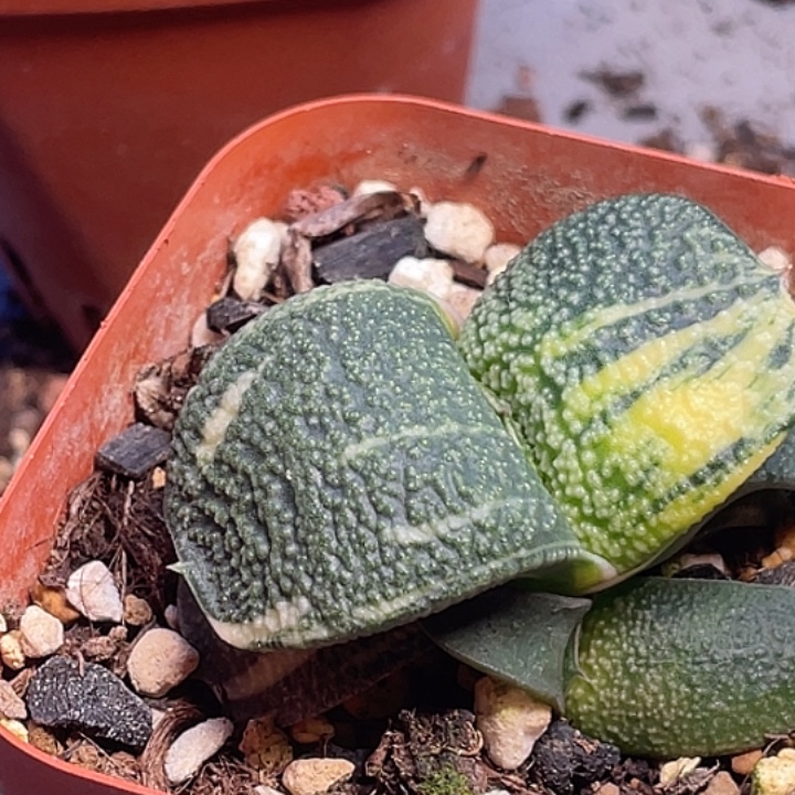 无***9客户专拍一物一拍