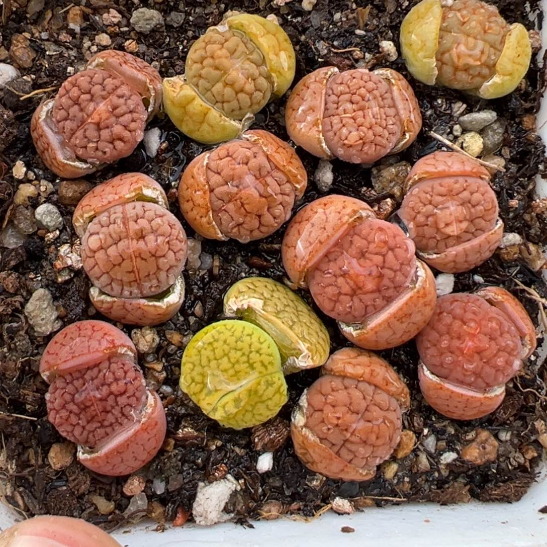 2.14好看的多肉554