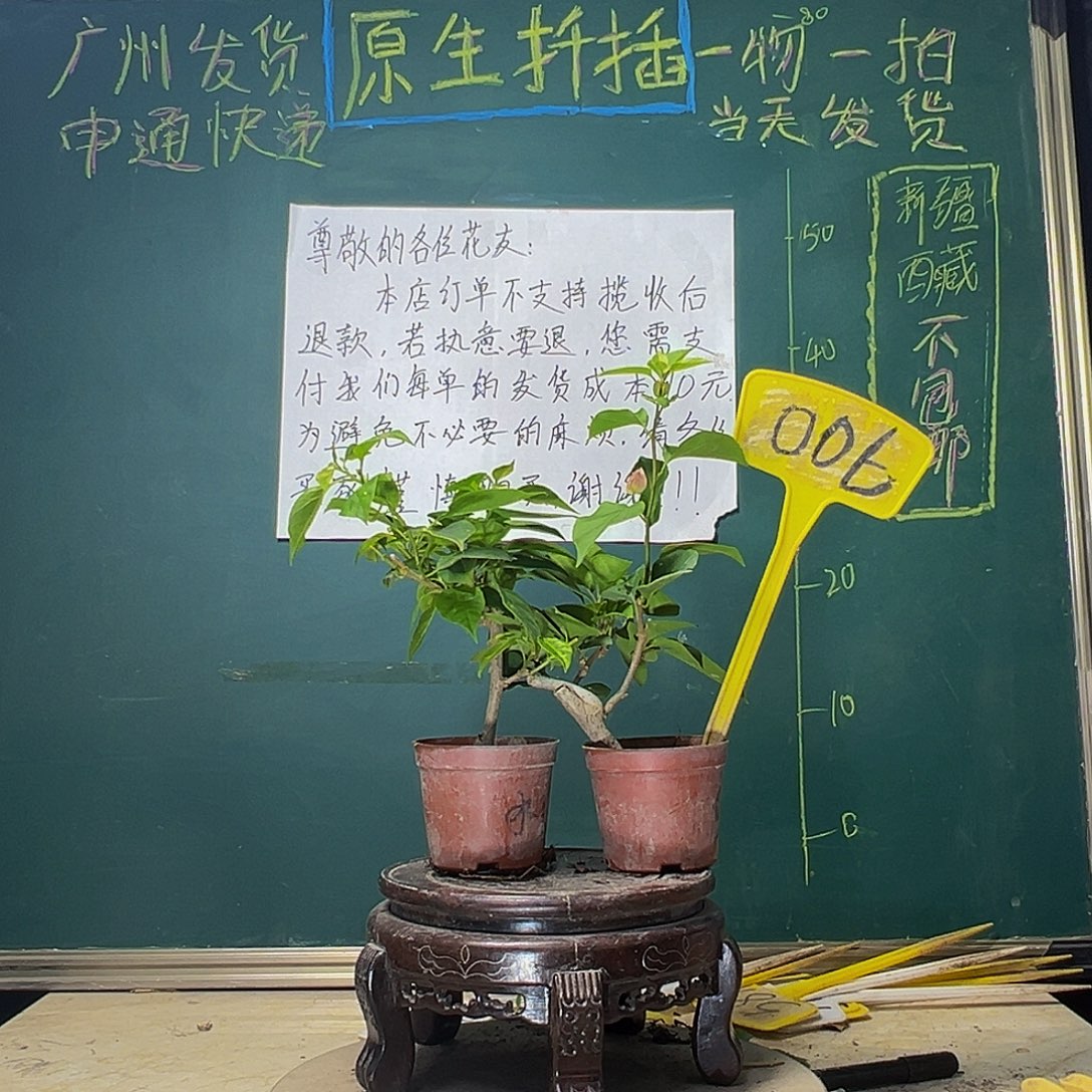 当前无花栽培后可以开花红粉佳人掌中宝 暗斑水晶掌中宝006