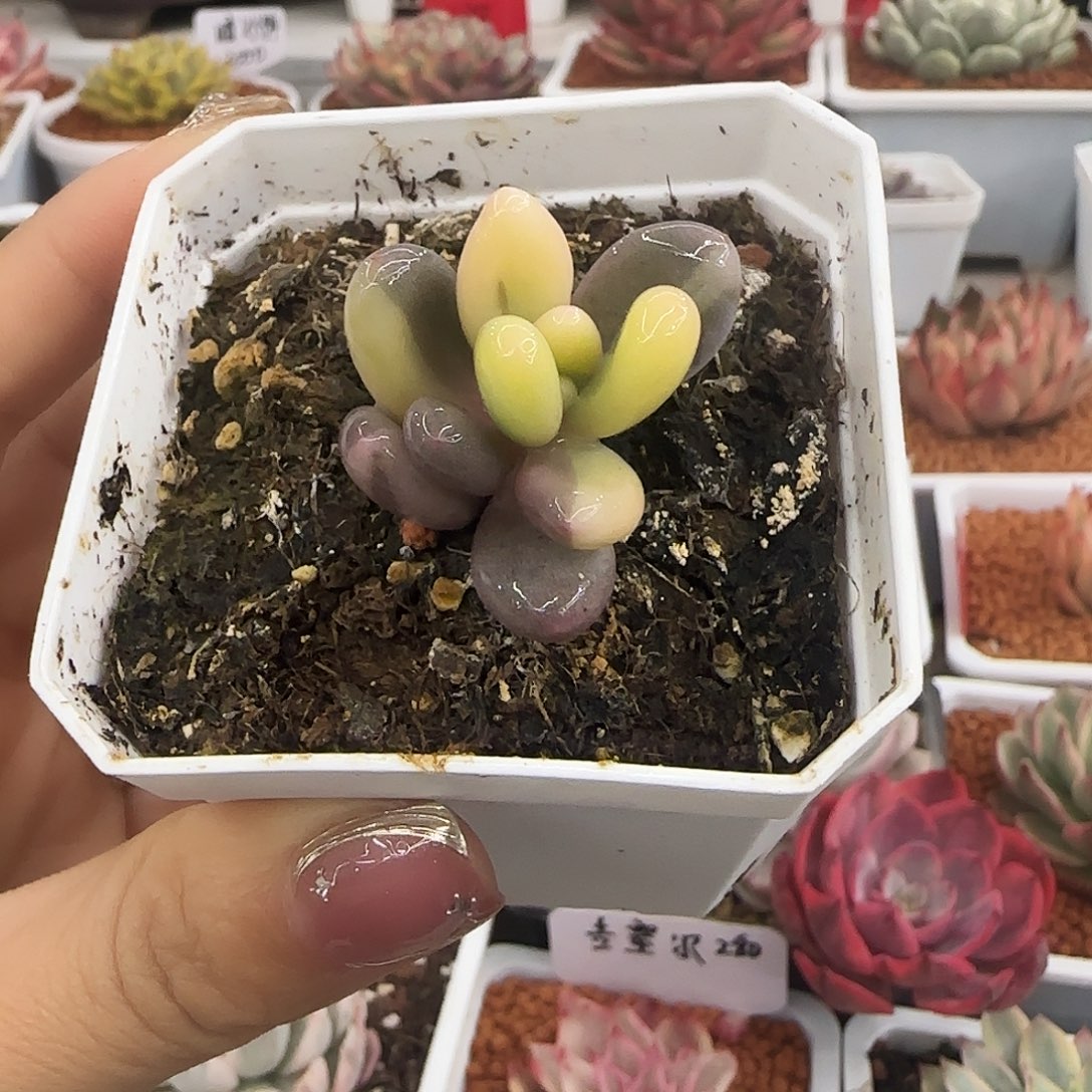 奶酪锦多 肉植物