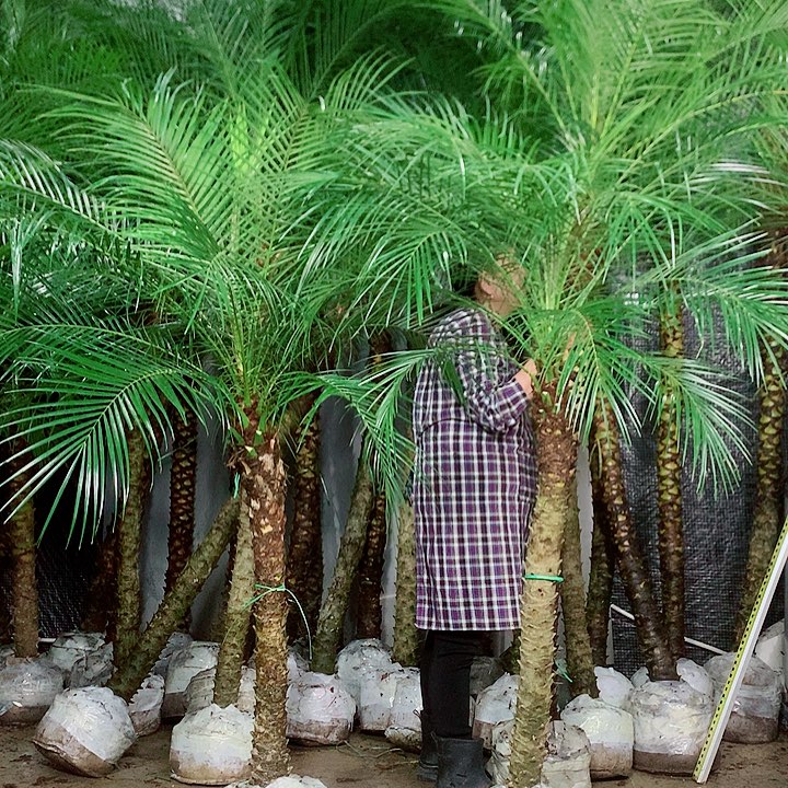 东***园无花朵11111111111