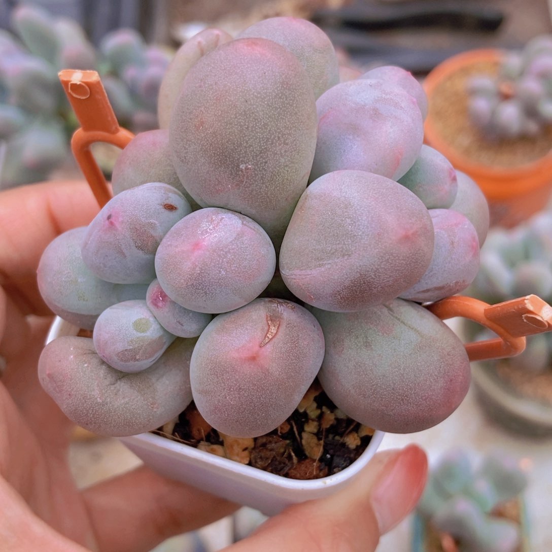 指挥官米可奶酪专拍