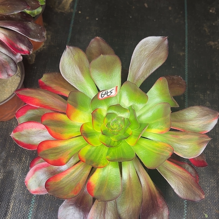 巫毒七彩645多肉植物