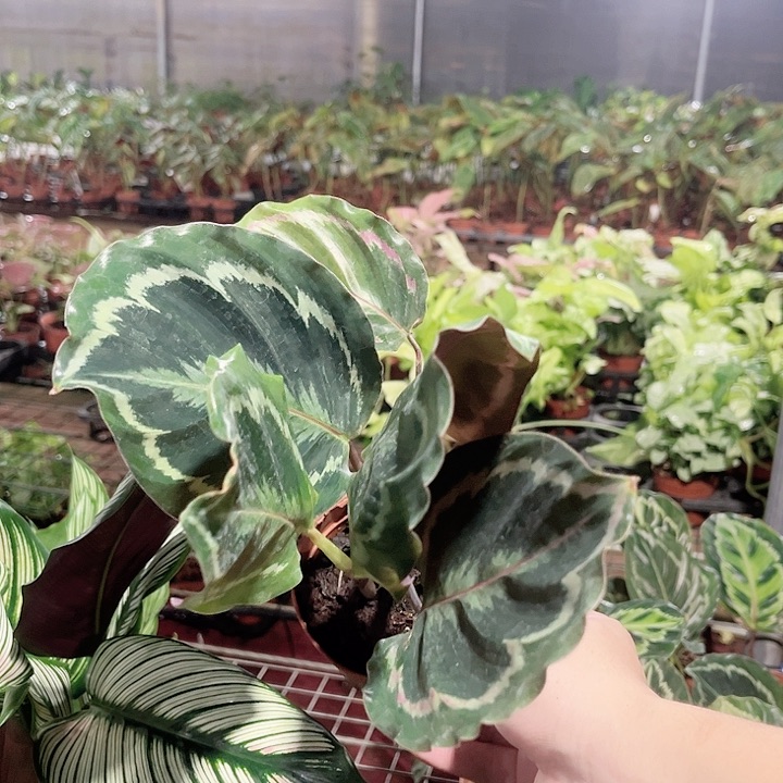 不开花植物彩虹竹芋瑕疵