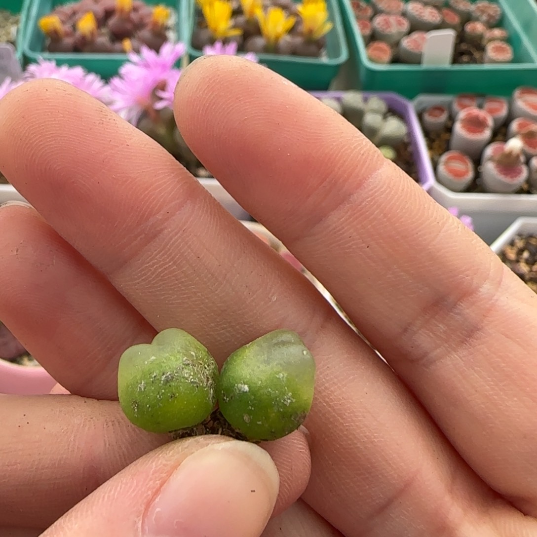 11.8。爱萌迷你小拉登肉锥。8055