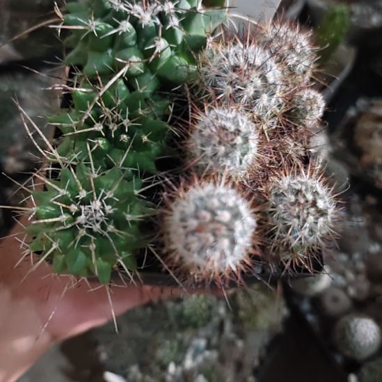 实生整盆一起发，带编号带盆土