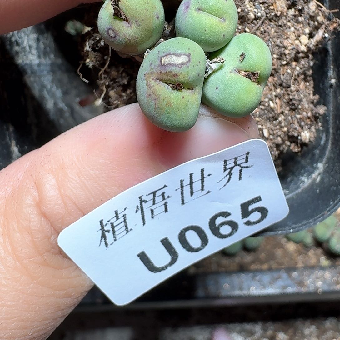 065号多肉植物哇f f g g