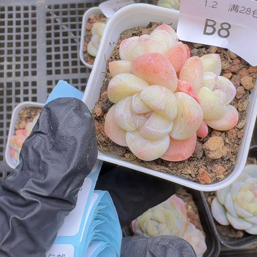 粉冰玉3头一颗带盆发