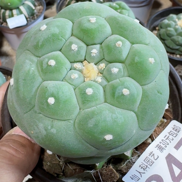 福利苗接大尤347