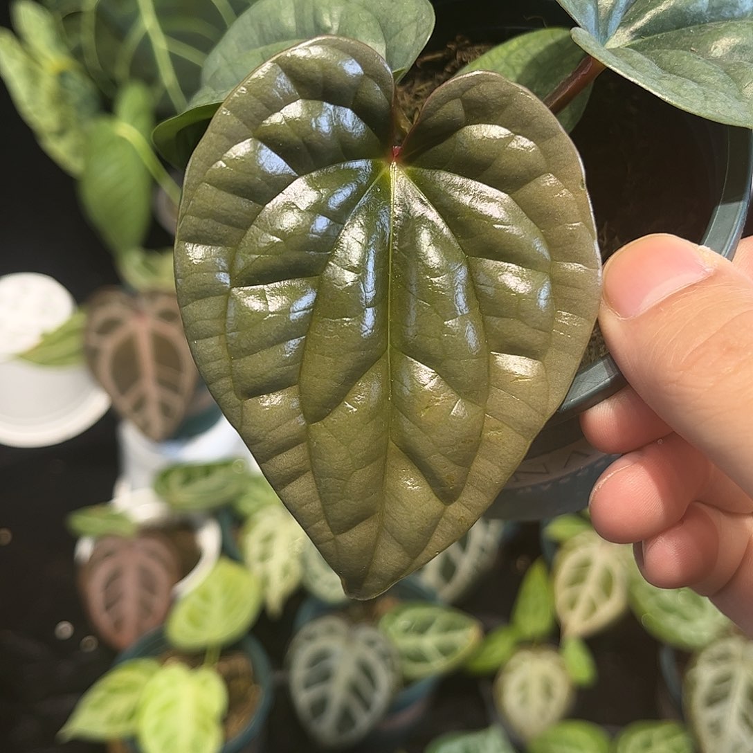 不开花植物老版本黑奢华