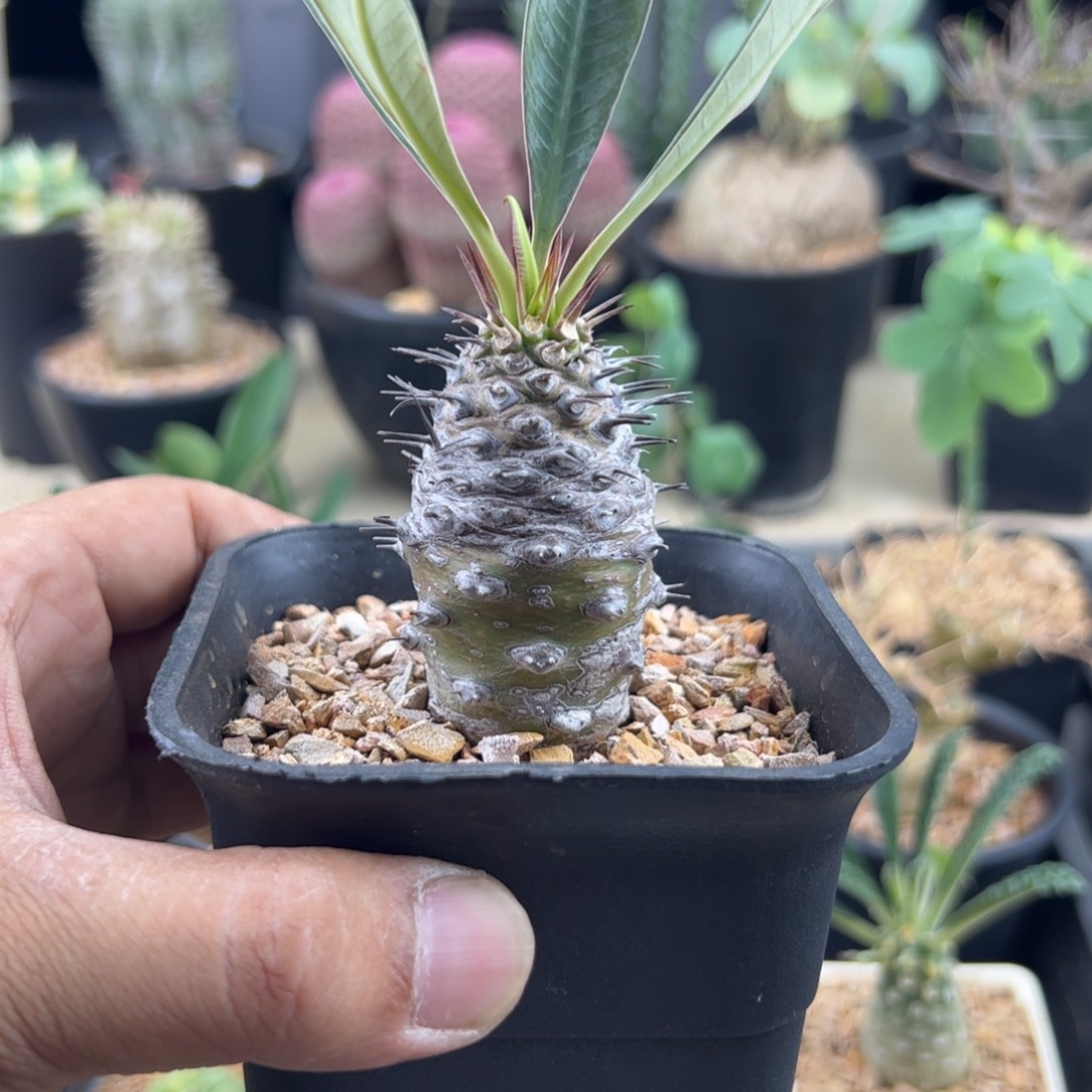 瓶干麒麟大戟一物一拍带盆发