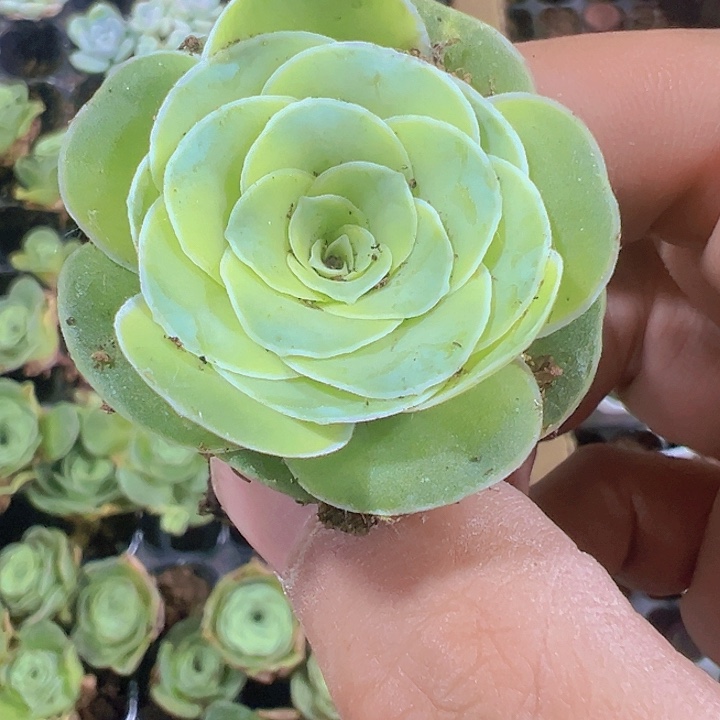 酒盅玫瑰精品多肉植物大战