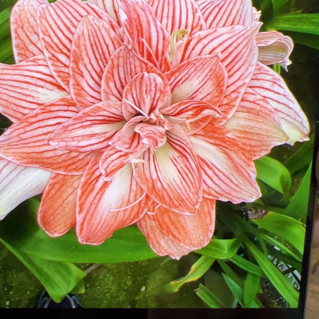 王***花朱顶红马里奥2.5cm+