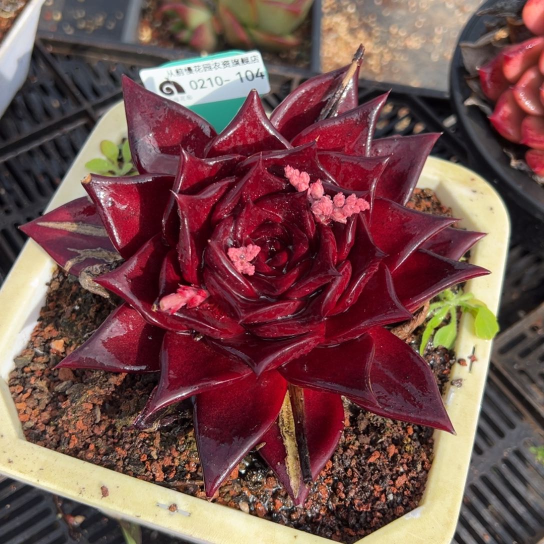 从前慢多肉精选编号0210.104