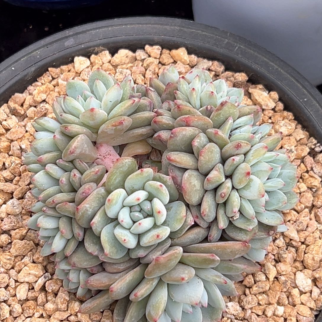 新年快乐 新年快乐