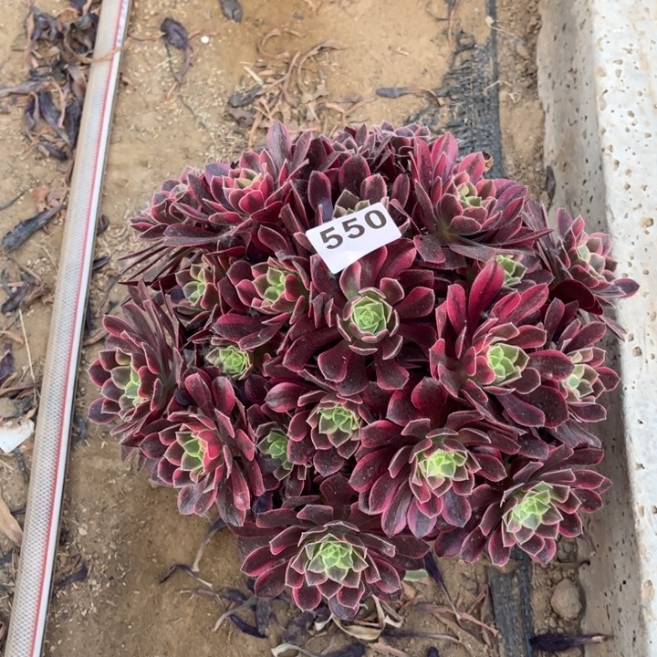 金丝雀550不包断枝