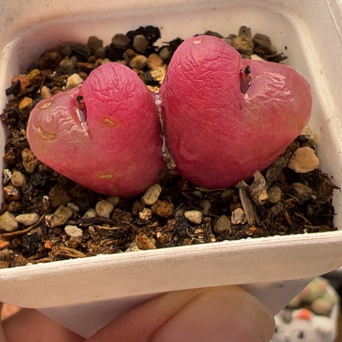 062多肉植物百科