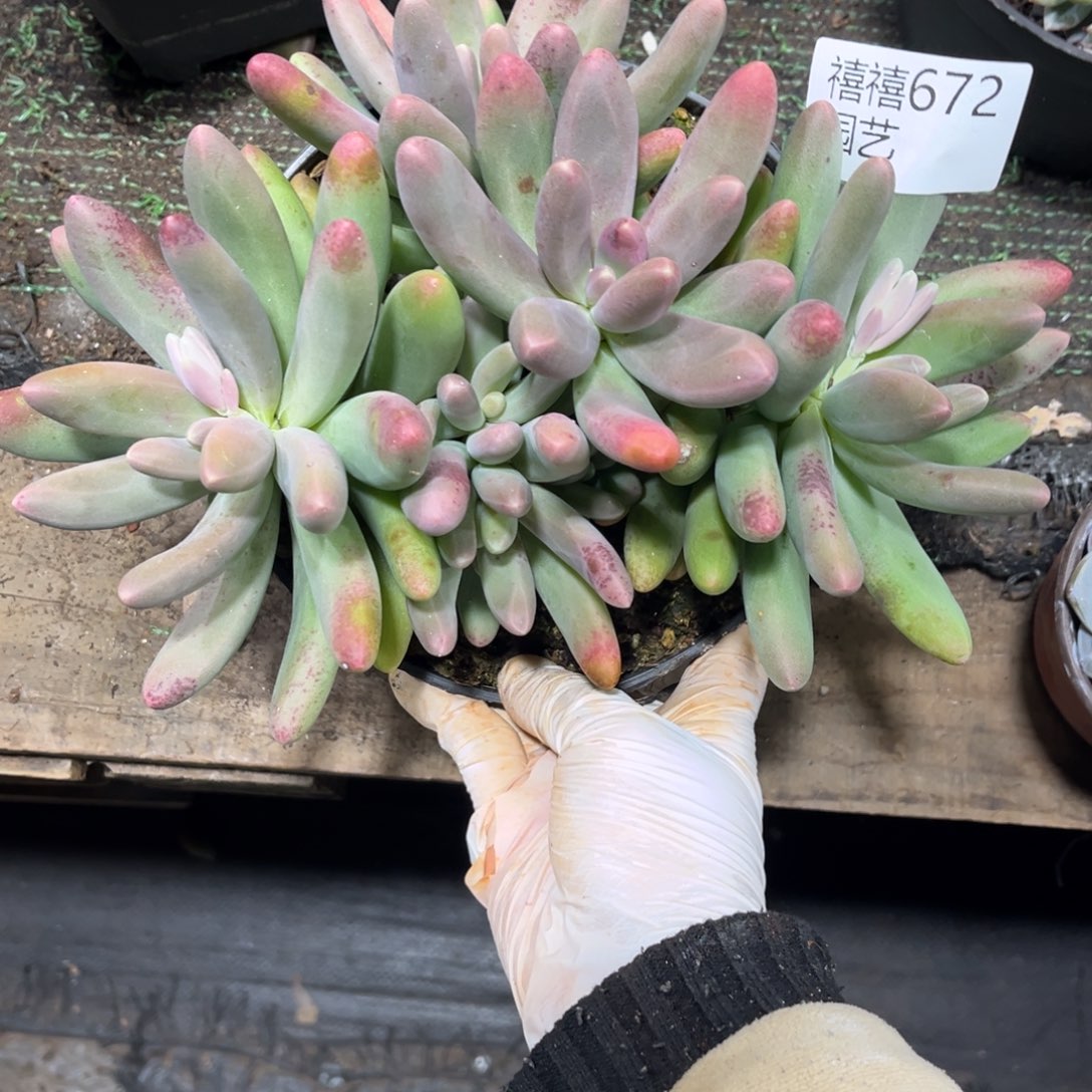 ジ***灬672糖果美人多肉植物，