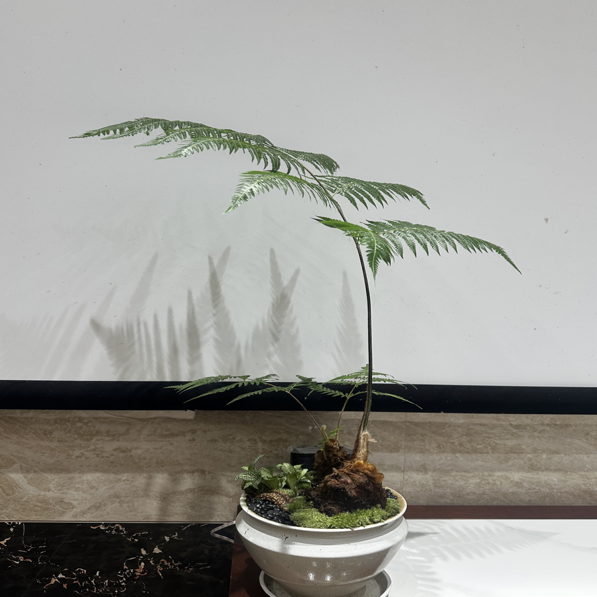 人工繁育来源可溯金毛狗蕨金毛狗脊室内盆栽四季常青新手好养