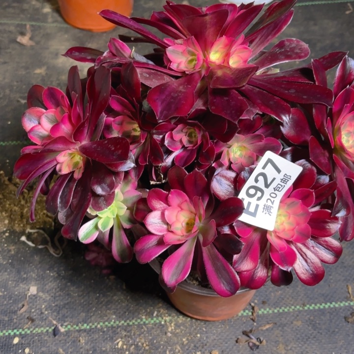 瑞妈一物一拍927